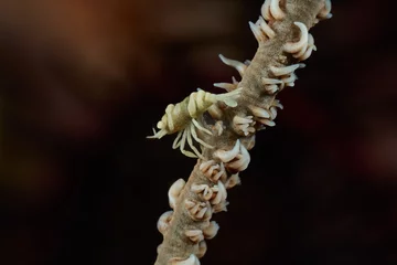 Muurstickers Dasycaris zanzibarica Zanzibar whip coral shrimp © zimagine