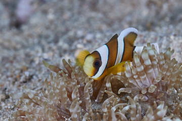 Amphiprion tricinctus three-band anemonefish symbiotic phenomenon with sea anemone