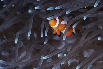 Amphiprion ocellaris false percula clownfish or common clownfish
