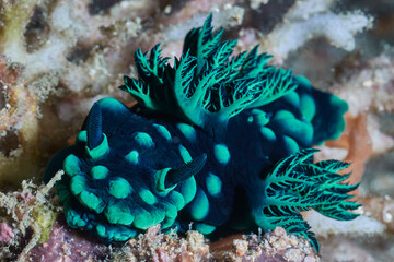Nembrotha cristata sea slug nudibranch macro portrait