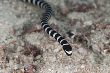 Laticauda laticaudata blue-lipped sea krait