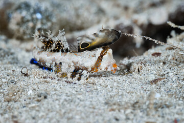 Dactylopus kuiteri Kuiter's dragonet Callionymidae