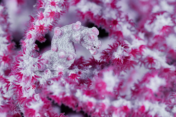 Hippocampus bargibanti syngnathidae pygmy seahorses