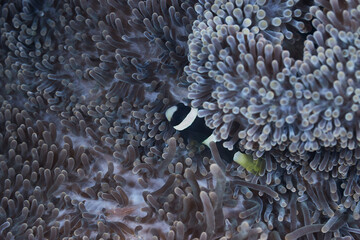 Amphiprion mccullochi whitesnout anemonefish McCulloch's anemonefish - obrazy, fototapety, plakaty