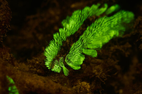 Hermodice carunculata bearded fireworm macro portrait
