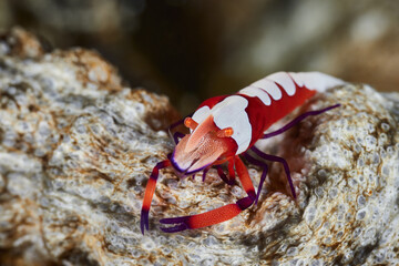 Periclimenes imperator emperor shrimp Palaemonidae