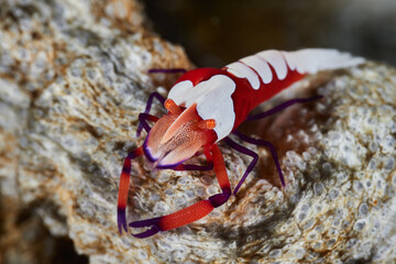 Periclimenes imperator emperor shrimp Palaemonidae