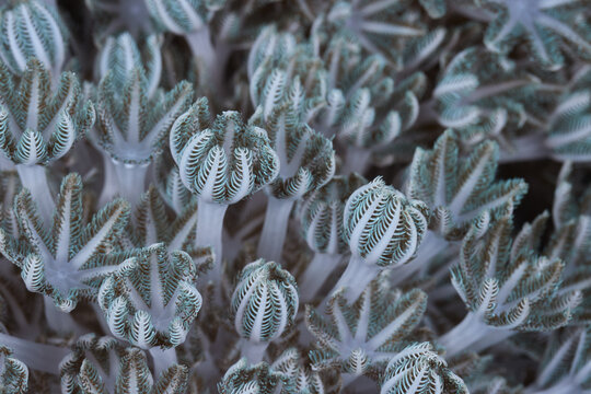 Xenia soft marine coral macro