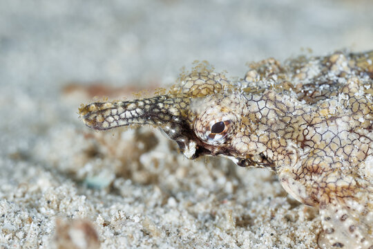 Pegasus fish Sculptured seamoth Brick seamoth Long-tail seamoth