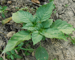 Solanum Nigrum plant indian macoy plant outdoor activities natural beauty photography India