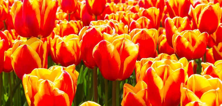 Panorama of yellow and red tulips
