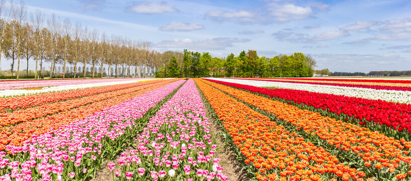 Panorama of various types of tulips in the field
