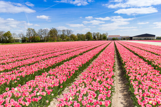 Field of pink tulips at a farm
