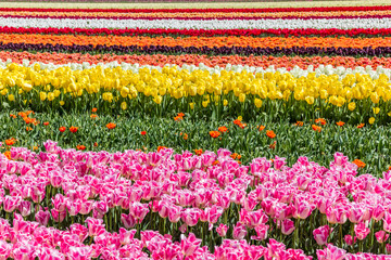 Rows of vibrant tulips in the field - obrazy, fototapety, plakaty