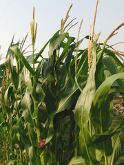 fresh corn on stalk in the village garden field.the crop is very nutritious,which popularly...