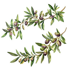 set of 2 olive branch with olives isolated on transparent background