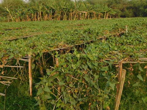 pointed gourd plant, pointed gourd, pointed gourd tree in india,
