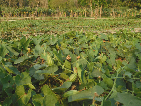 pointed gourd plant, pointed gourd, pointed gourd tree in india,	