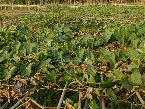 pointed gourd plant, pointed gourd, pointed gourd tree in india,	