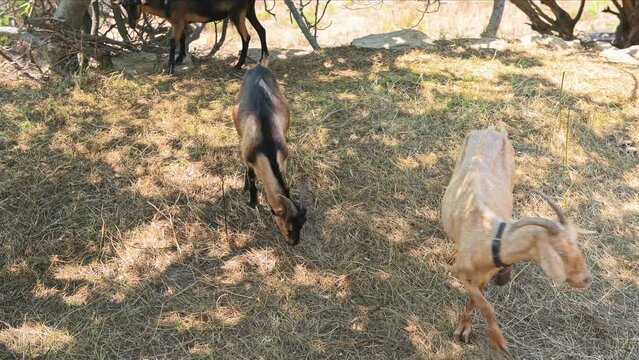 Goats grazing on grass field with bell, domestic farm animals raised for meat on Ikaria island, Greece longevity blue zone