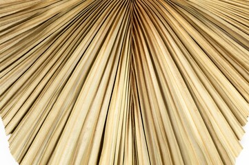 Top view of dried palm leaf. Tropical plant leaf, flat lay, copy space.