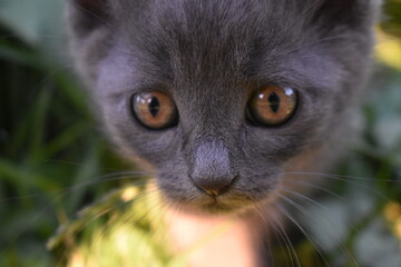 the muzzle of a gray kitten