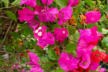 Naklejka premium pink flowers in the garden
