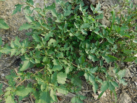 Solanum Nigrum plant indian macoy plant outdoor activities natural beauty photography India