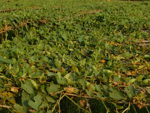 pointed gourd farming green field	