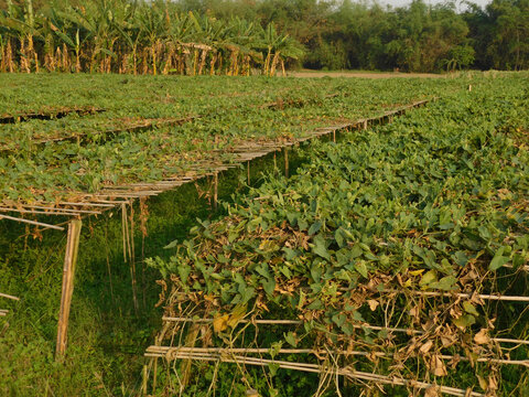 pointed gourd farming green field	