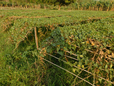pointed gourd farming green field	