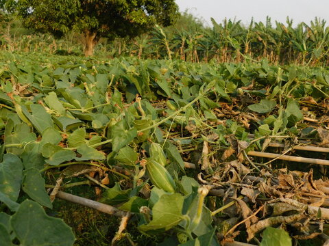 pointed gourd farming green field	