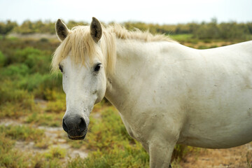 Obraz na płótnie Canvas Camargue white horse (Equus ferus caballus), traditional french breed of working horse, Camargue, France