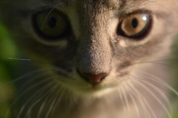 the muzzle of a kitten