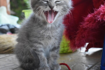 A kitten with an open mouth