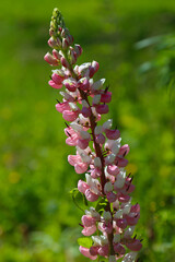 Blooming pink lupine.