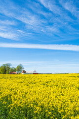 Blooming rapeseed field with a barn