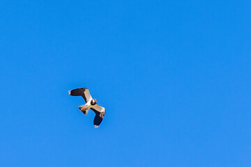 Northern lapwing with spread wings in the sky