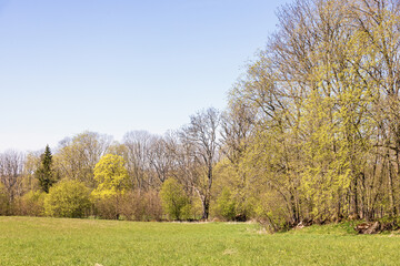 Forest edge by a field with budding trees at springtime