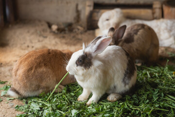 A rabbit is eating grass in a pen with other rabbits. The scene is peaceful and calm. The rabbits are all different colors, but they all seem to be enjoying their time together