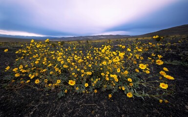 Yellow desert flowers at sunset. Death Valley. Califlornia. USA