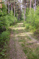 Forest road with pine trees and lush green birch trees