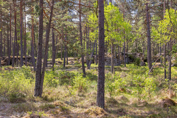 Pine forest with rocks in a desolate landscape in the summer