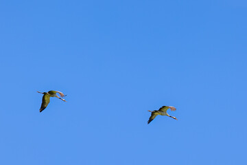 Two flying Cranes at a blue sky