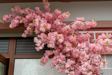 pink cherry tree - obrazy, fototapety, plakaty