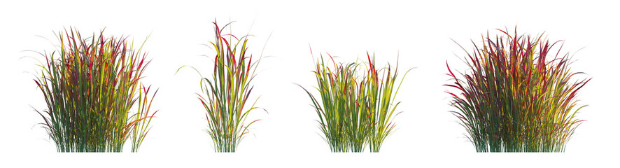 Imperata Cylindrica Rubra (Japanese Blood Grass, Red Baron) set isolated frontal png perfectly cutout high resolution  - obrazy, fototapety, plakaty