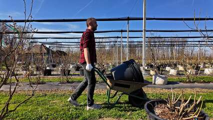 A male gardener with wheelbarrow working in an blueberries organic farm,.