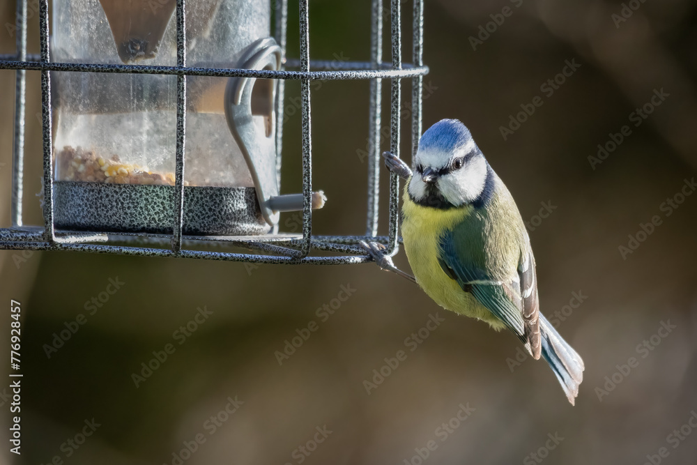 Poster captured on a bird feeder is a close up photograph of a common blue tit, cyanistes caeruleus.there a