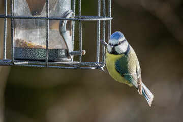 Captured on a bird feeder is a close up photograph of a common blue tit, Cyanistes caeruleus.There are no people and space for text