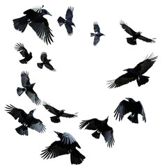 Obraz premium birds in flight